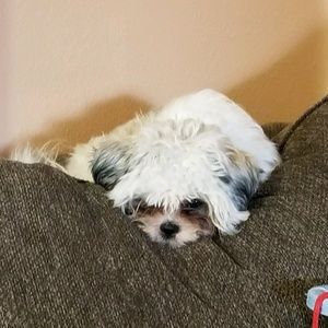 Meet your Posher, Tracy